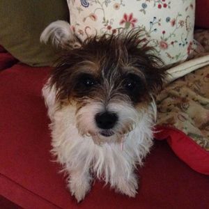 Meet your Posher, Ellen